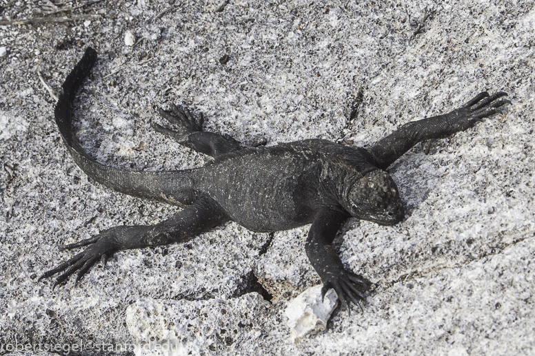 marine iguana